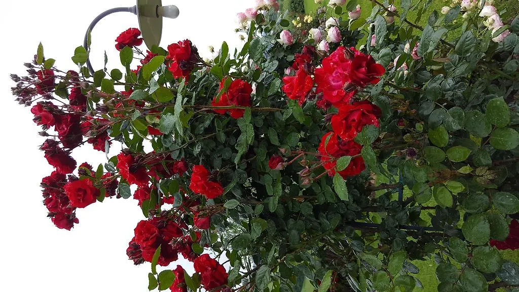 Bed & Breakfast Aia Mattonata Relais Bed and Breakfast Siena